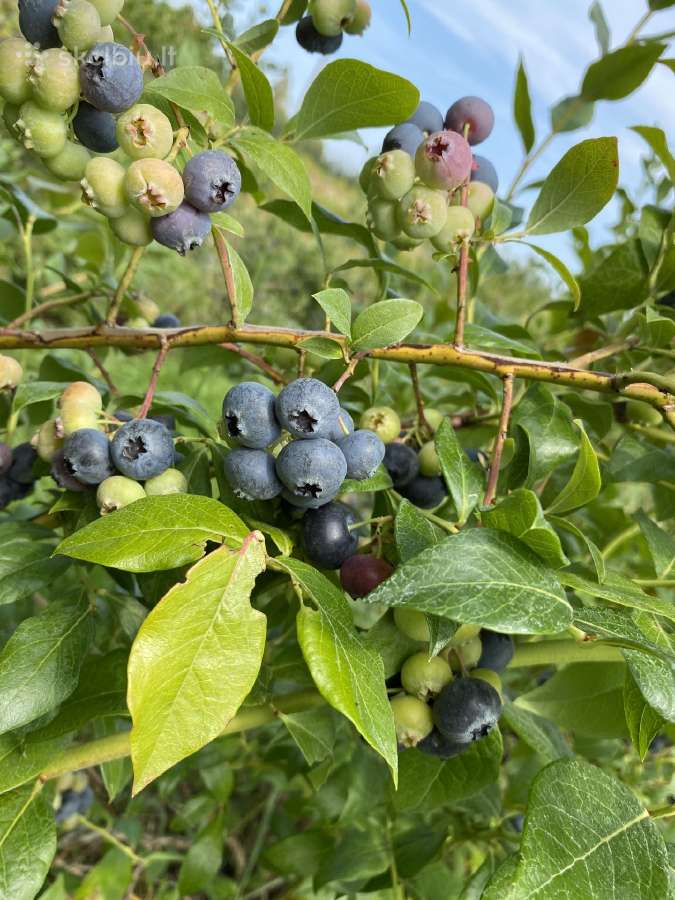 Dekoratyviniai augalai, vaismedžiai, vaiskrūmiai. - nuotraukos Nr. 21