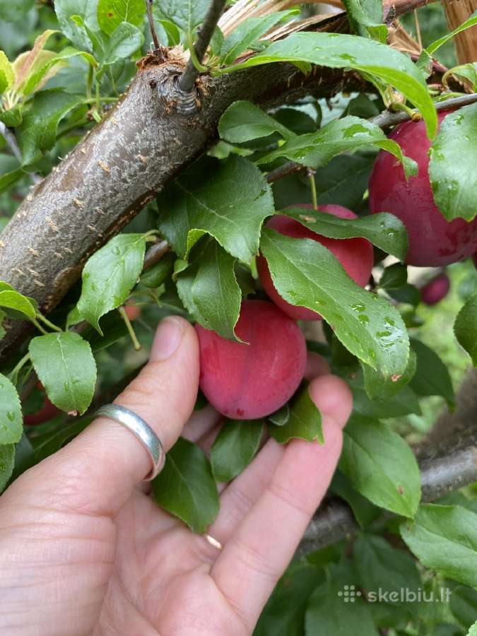Dekoratyviniai augalai, vaismedžiai, vaiskrūmiai. - nuotraukos Nr. 22