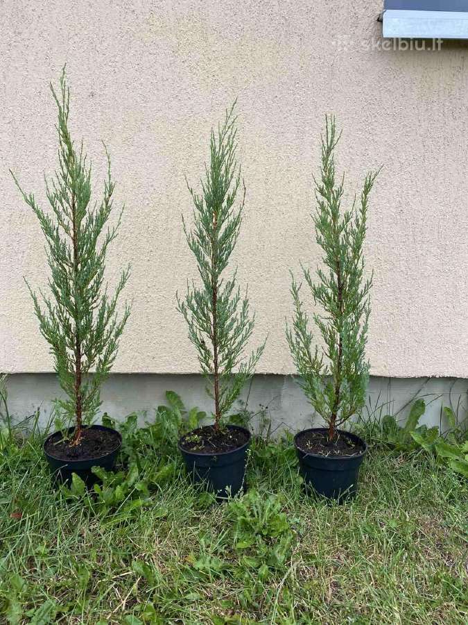 Dekoratyviniai augalai, vaismedžiai, vaiskrūmiai. - nuotraukos Nr. 25
