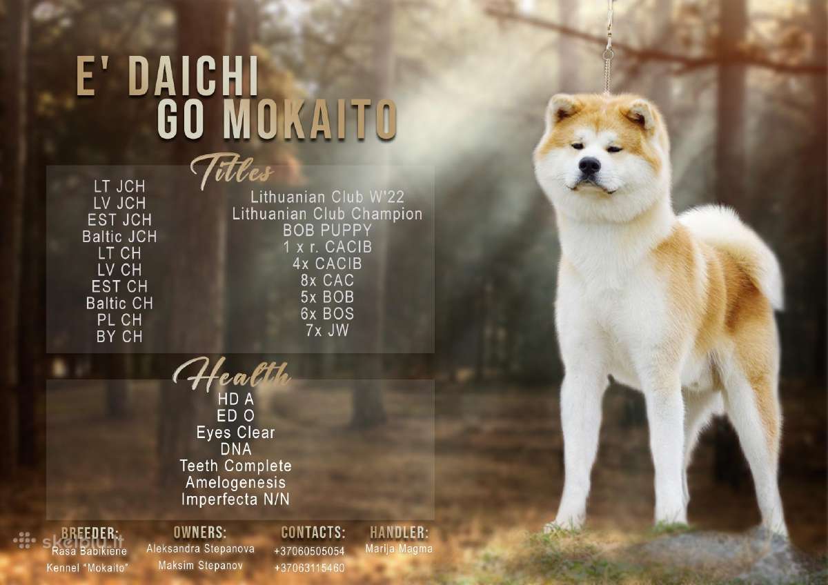 Akita Inu patinas kergimui.