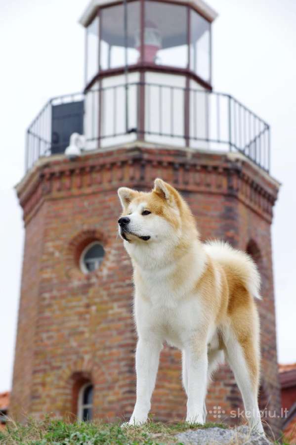 Akita Inu patinas kergimui. - nuotraukos Nr. 3