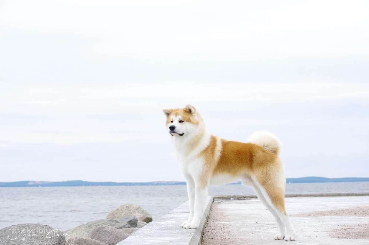 Akita Inu patinas kergimui. - nuotraukos Nr. 4