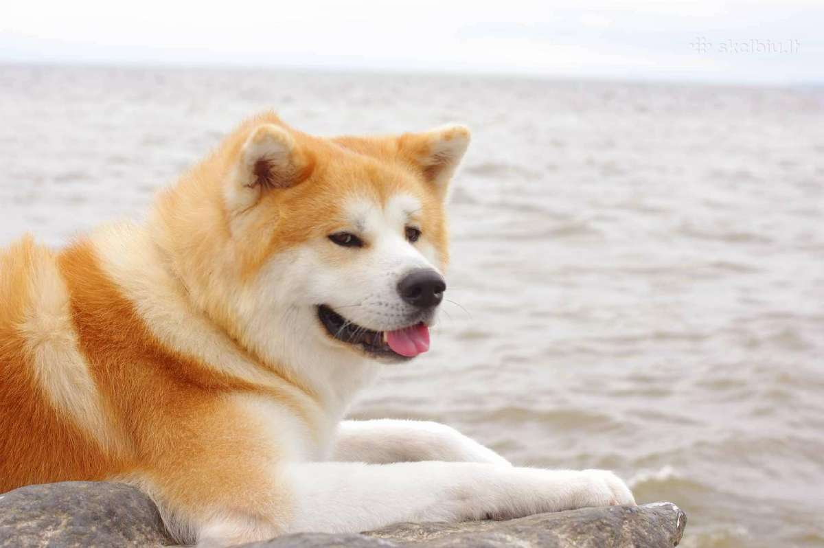 Akita Inu patinas kergimui. - nuotraukos Nr. 5