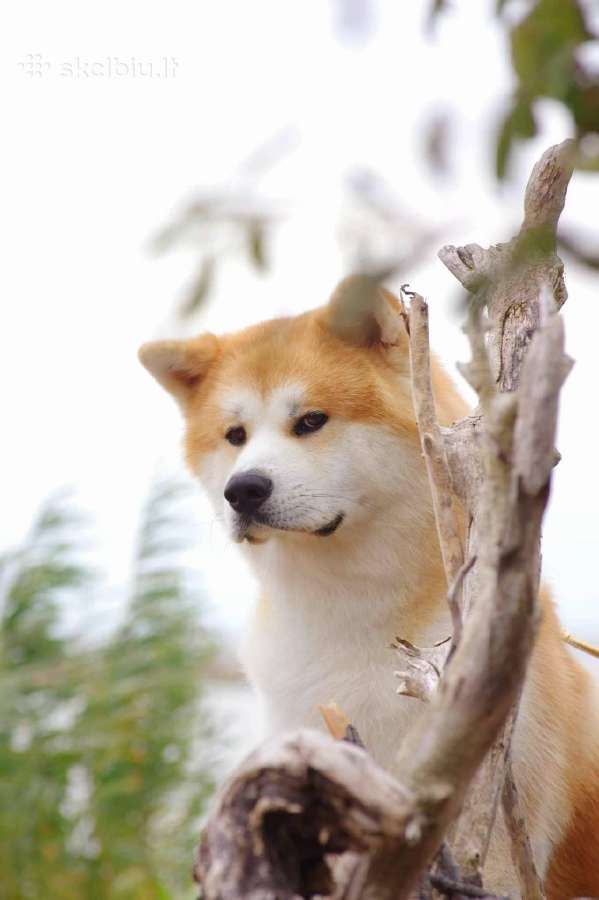 Akita Inu patinas kergimui. - nuotraukos Nr. 6