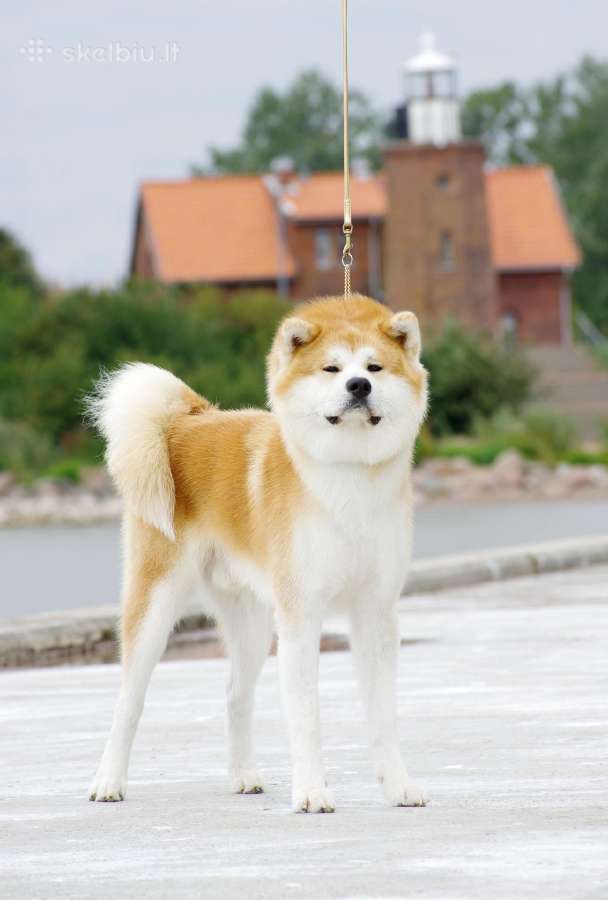 Akita Inu patinas kergimui. - nuotraukos Nr. 7