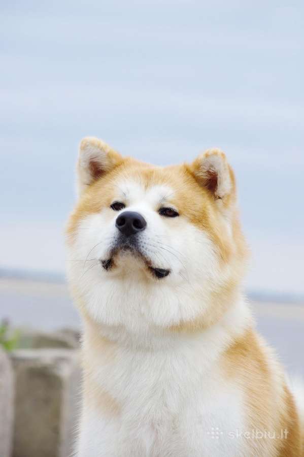 Akita Inu patinas kergimui. - nuotraukos Nr. 10