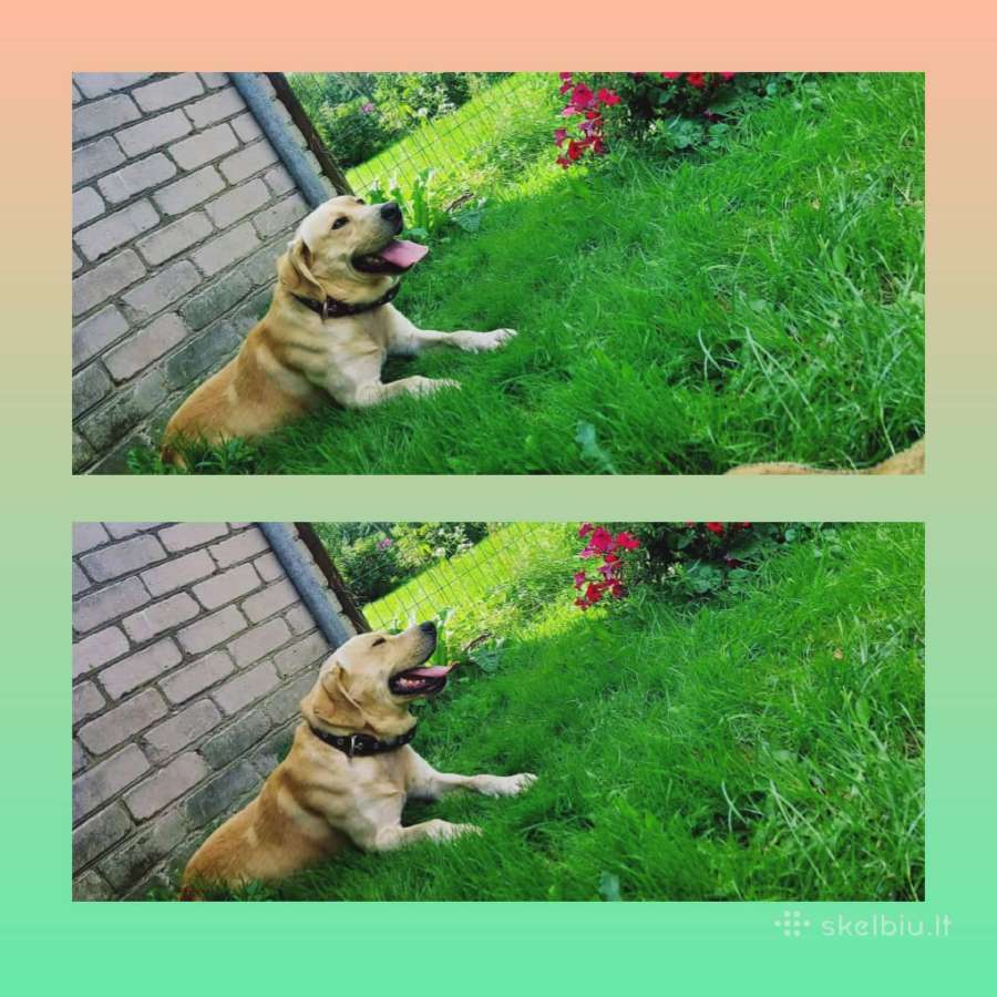 Labradoras pasimatymams - nuotraukos Nr. 2
