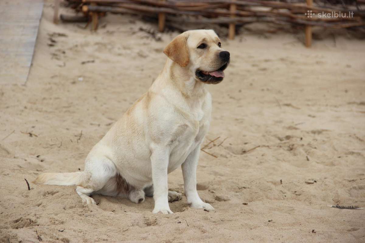 Labradoro retriveris reproduktorius - nuotraukos Nr. 15
