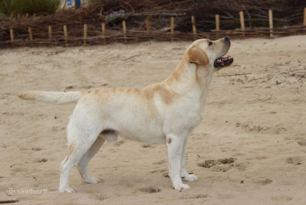Labradoro retriveris reproduktorius - nuotraukos Nr. 18