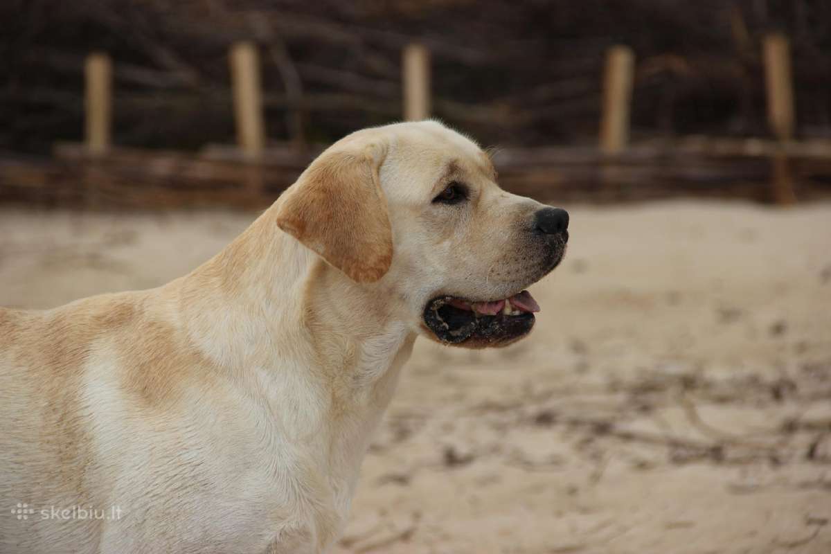 Labradoro retriveris reproduktorius - nuotraukos Nr. 23