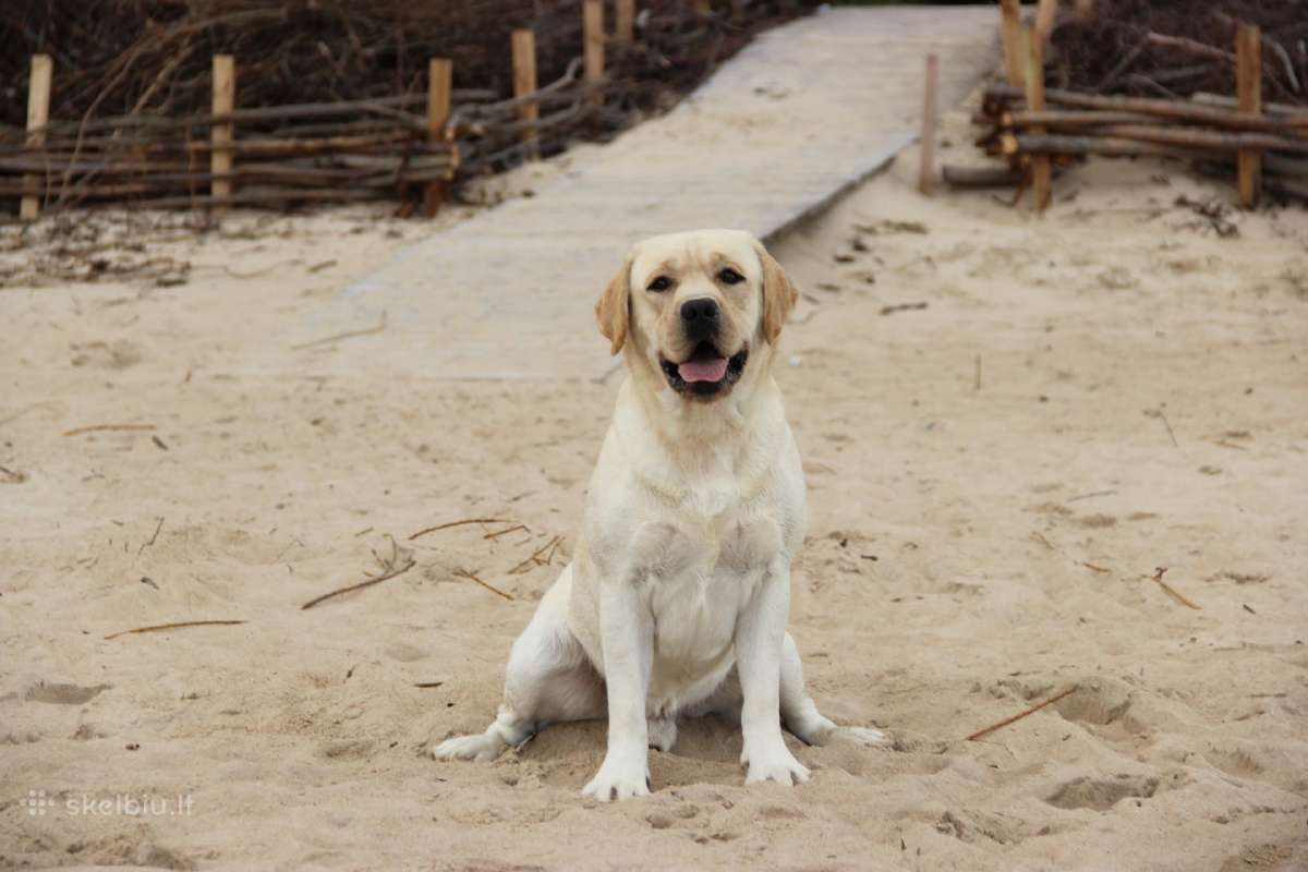 Labradoro retriveris reproduktorius - nuotraukos Nr. 27