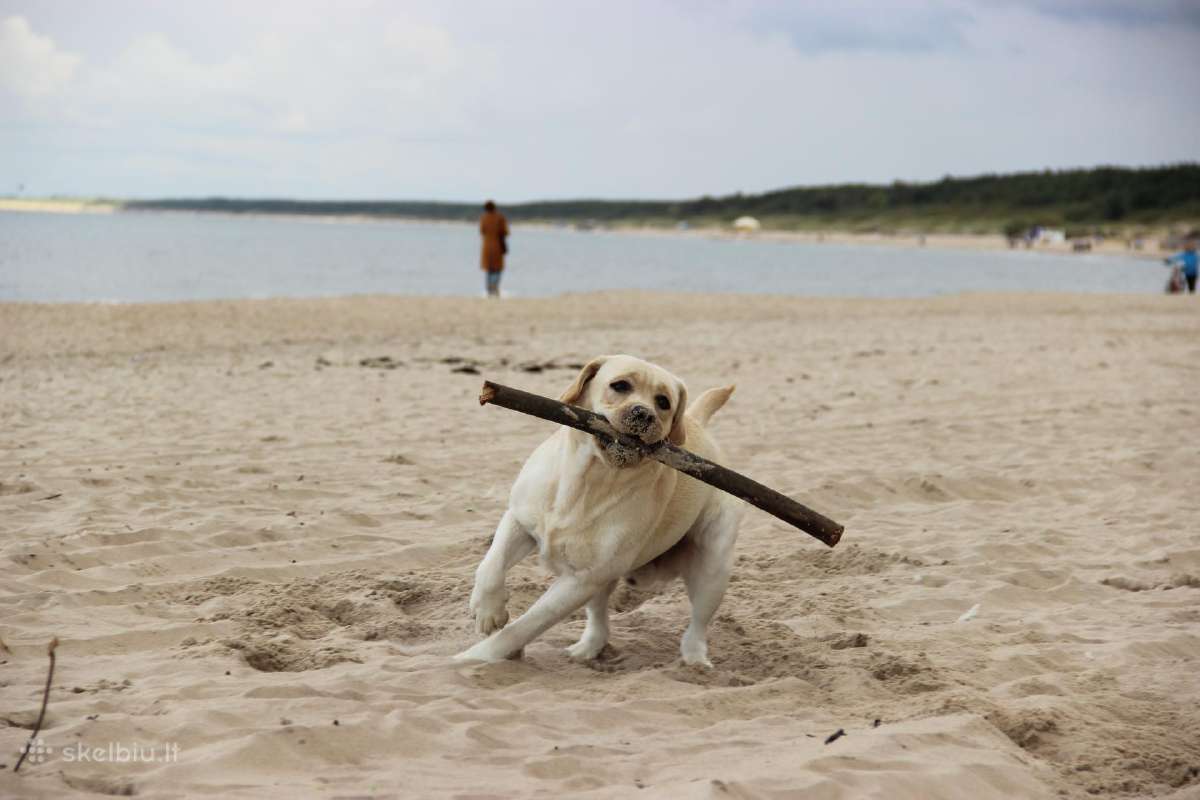 Labradoro retriveris reproduktorius - nuotraukos Nr. 29