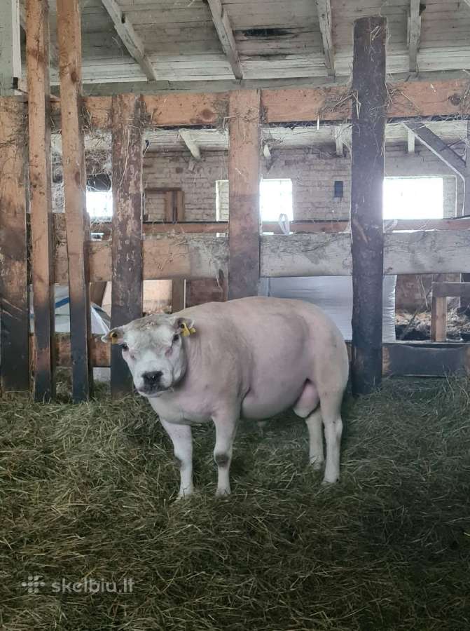 Texel veislės avinai ir avis - nuotraukos Nr. 4