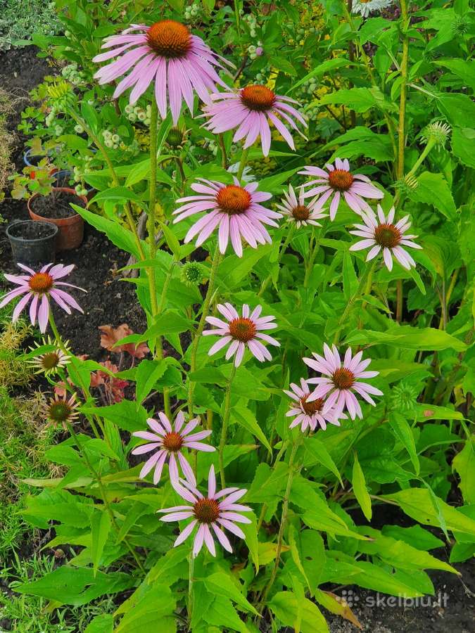 Melsve,rudbekija, silinge,ramune,vilkdalgiai - nuotraukos Nr. 15