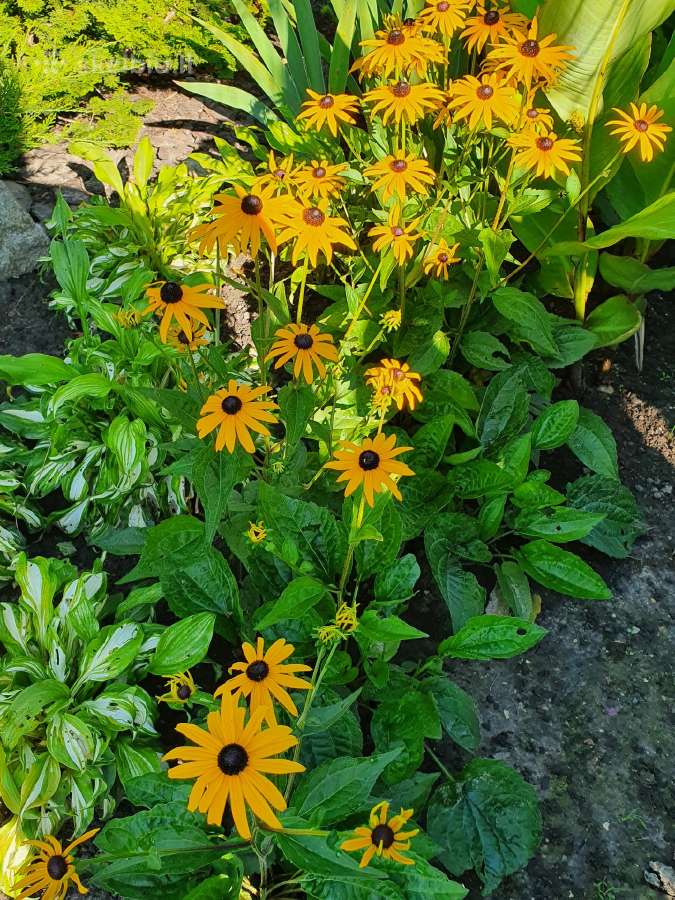 Melsve,rudbekija, silinge,ramune,vilkdalgiai - nuotraukos Nr. 16