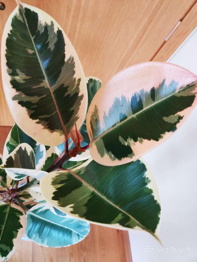 Kambarinė gėlė "Stambialapis Fikusas"(130cm) - nuotraukos Nr. 2