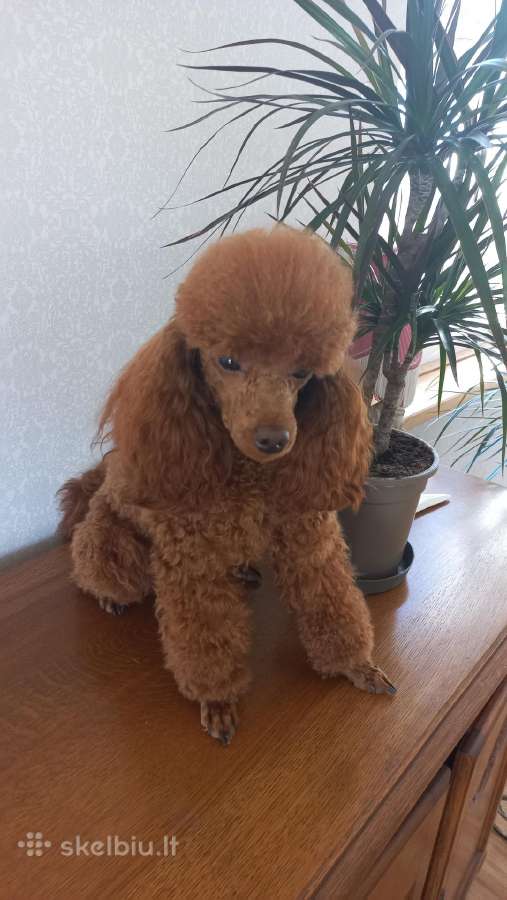 Toy vaikinas kergimui