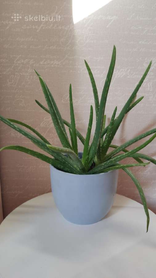 Aloe Vera