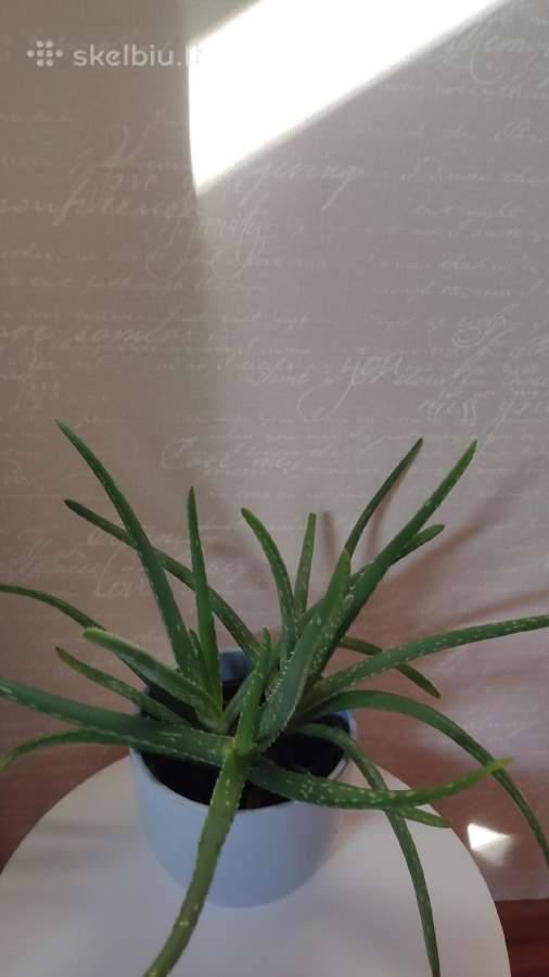 Aloe Vera - nuotraukos Nr. 2