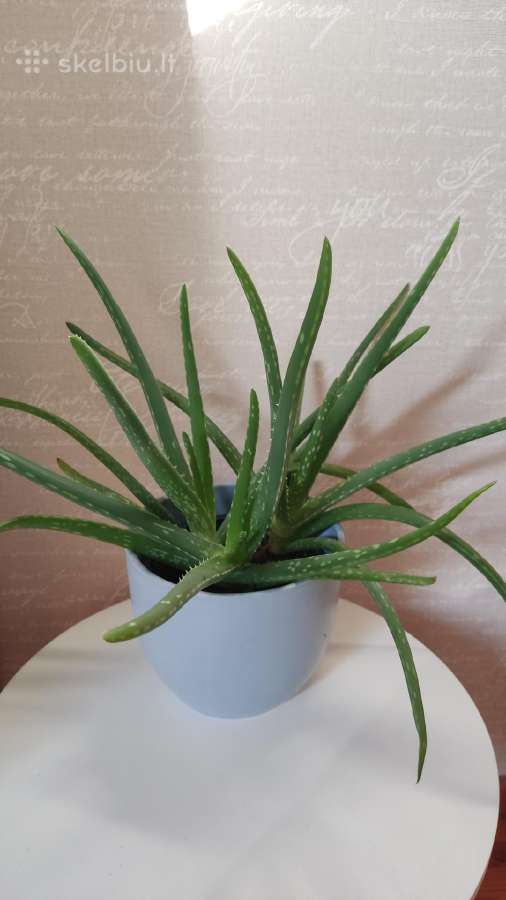 Aloe Vera - nuotraukos Nr. 3