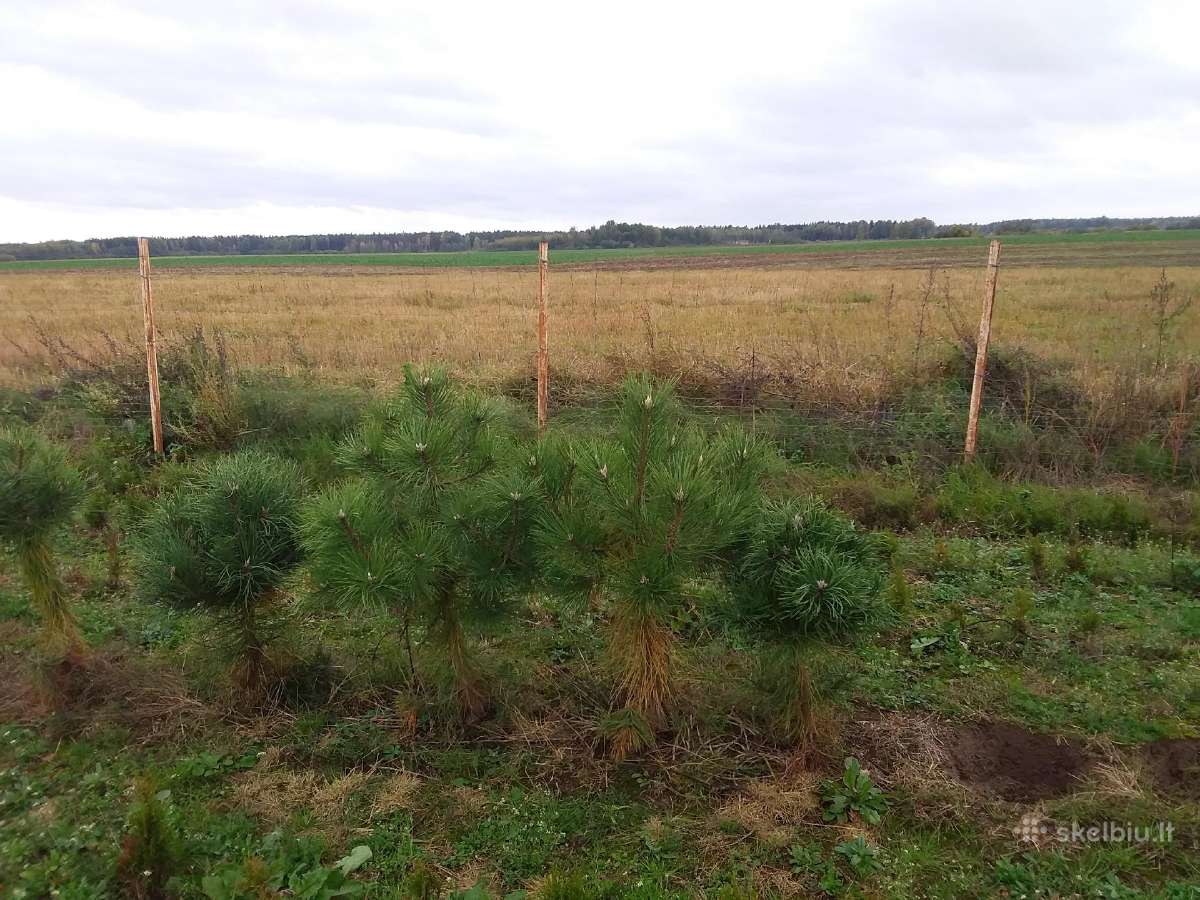 Tujos Smaragd ir kiti dekoratyviniai augalai - nuotraukos Nr. 12