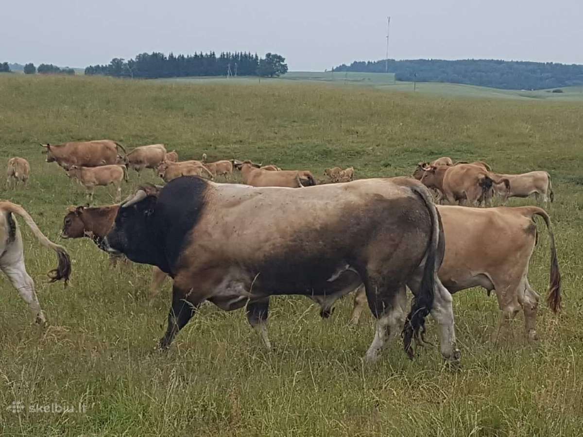 Aubrakų jautiena tiesiai iš ūkio - nuotraukos Nr. 11