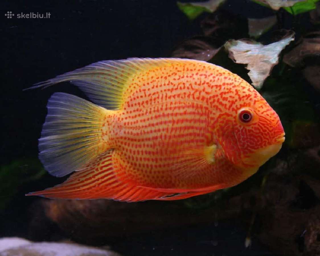 Pirksiu Red Severumus