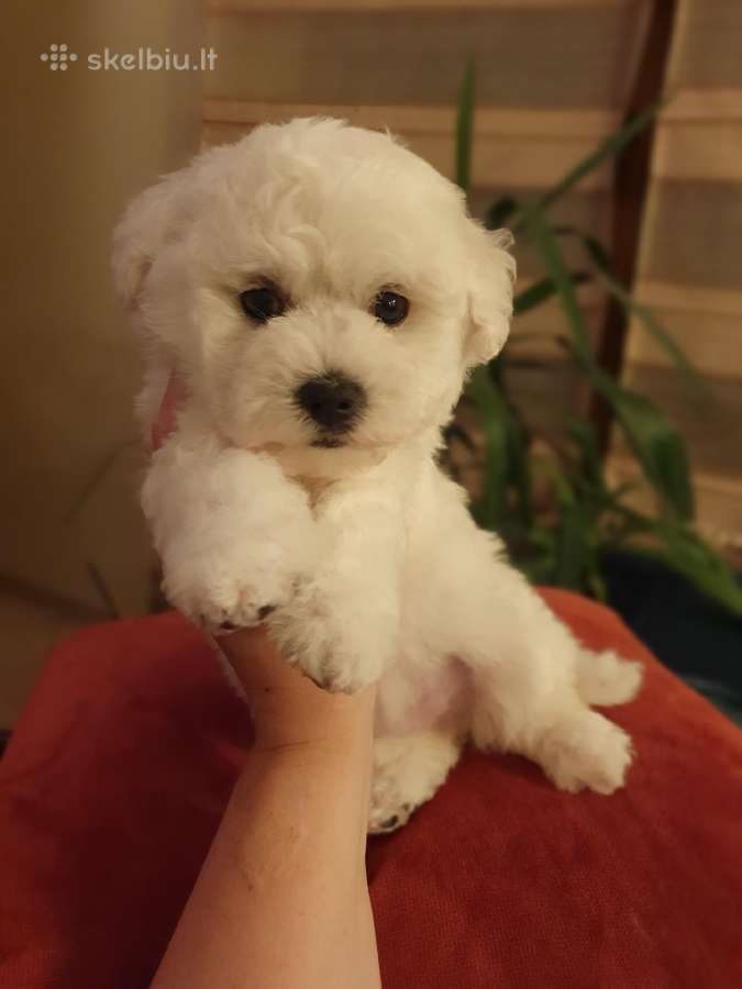Kilmingi garbanotieji bišonai/ bichon frise - nuotraukos Nr. 17