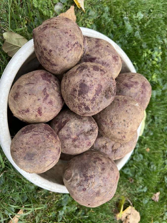 Bulvės į namus - nuotraukos Nr. 8