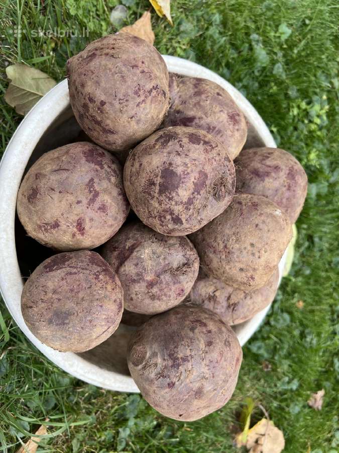 Bulvės į namus - nuotraukos Nr. 7
