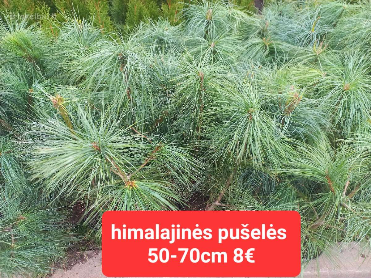 Mėlynieji kadagiai, uoliniai kadagiai, blue arrow - nuotraukos Nr. 13