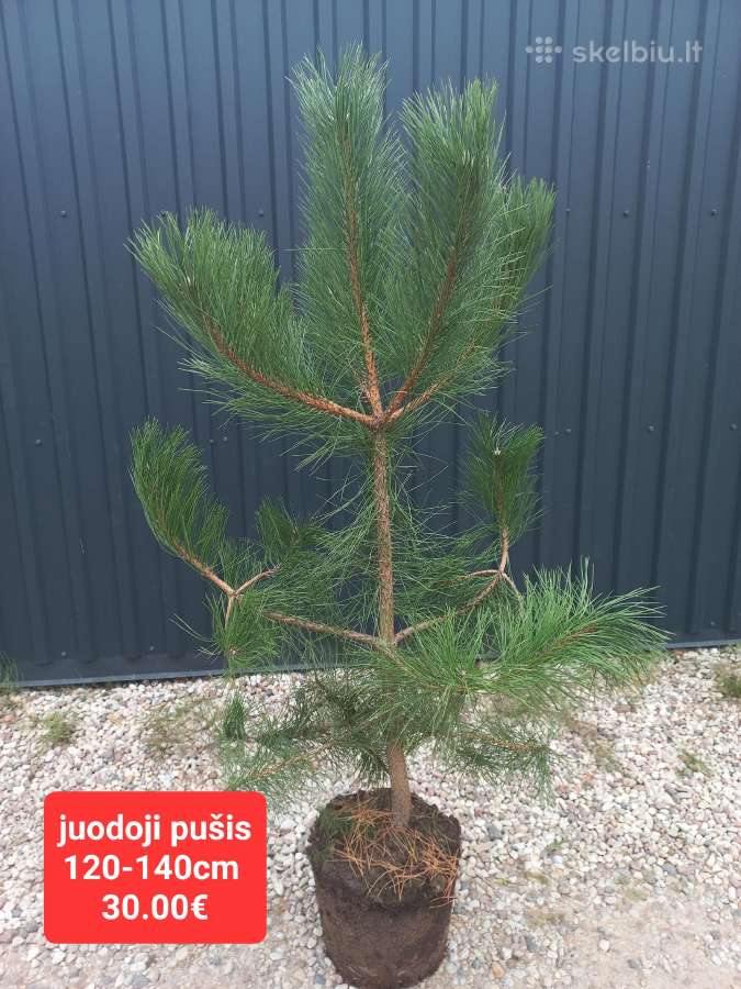 Mėlynieji kadagiai, uoliniai kadagiai, blue arrow - nuotraukos Nr. 14