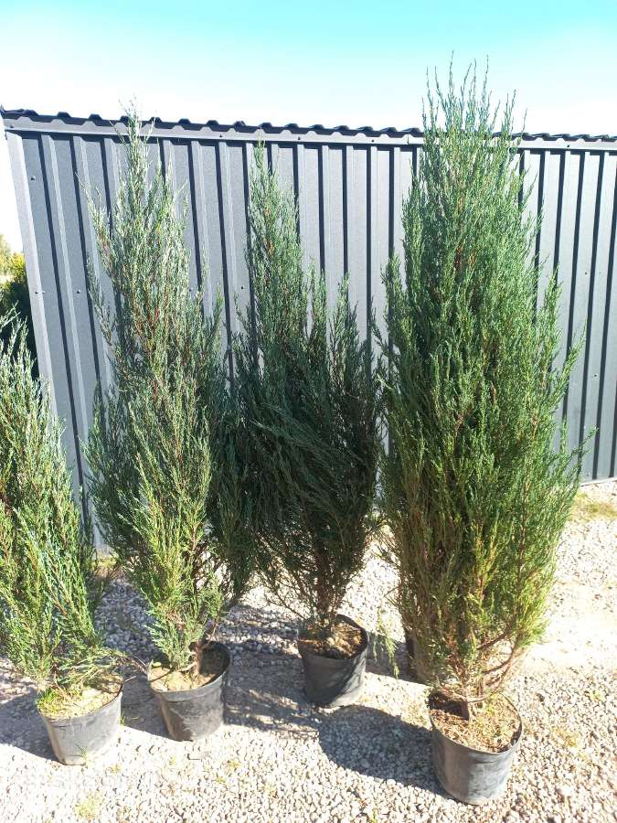 Mėlynieji kadagiai, uoliniai kadagiai, blue arrow - nuotraukos Nr. 16
