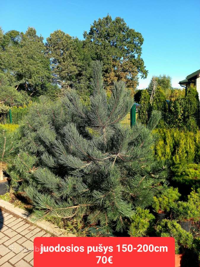 Mėlynieji kadagiai, uoliniai kadagiai, blue arrow - nuotraukos Nr. 17