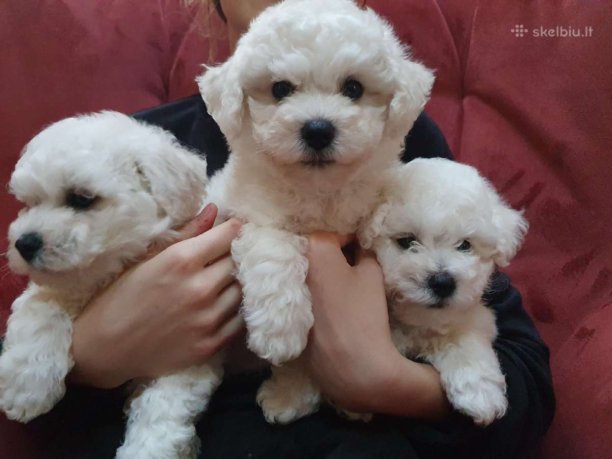 Kilmingi garbanotieji bišonai/ bichon frise - nuotraukos Nr. 13