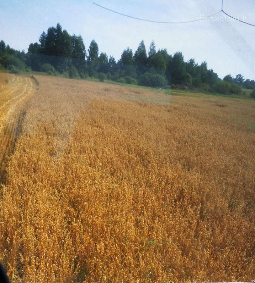 Avižos 150 kviečiai 200 miežiai 170 - nuotraukos Nr. 3