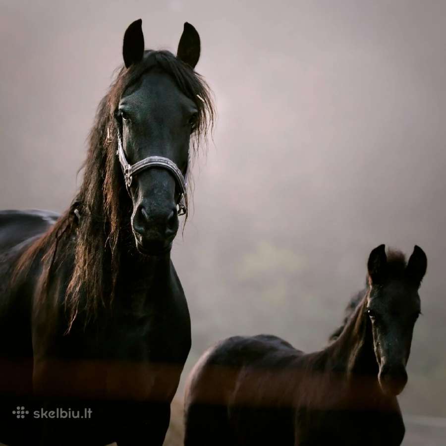 Fryzu zirgai - friesian horses for sale