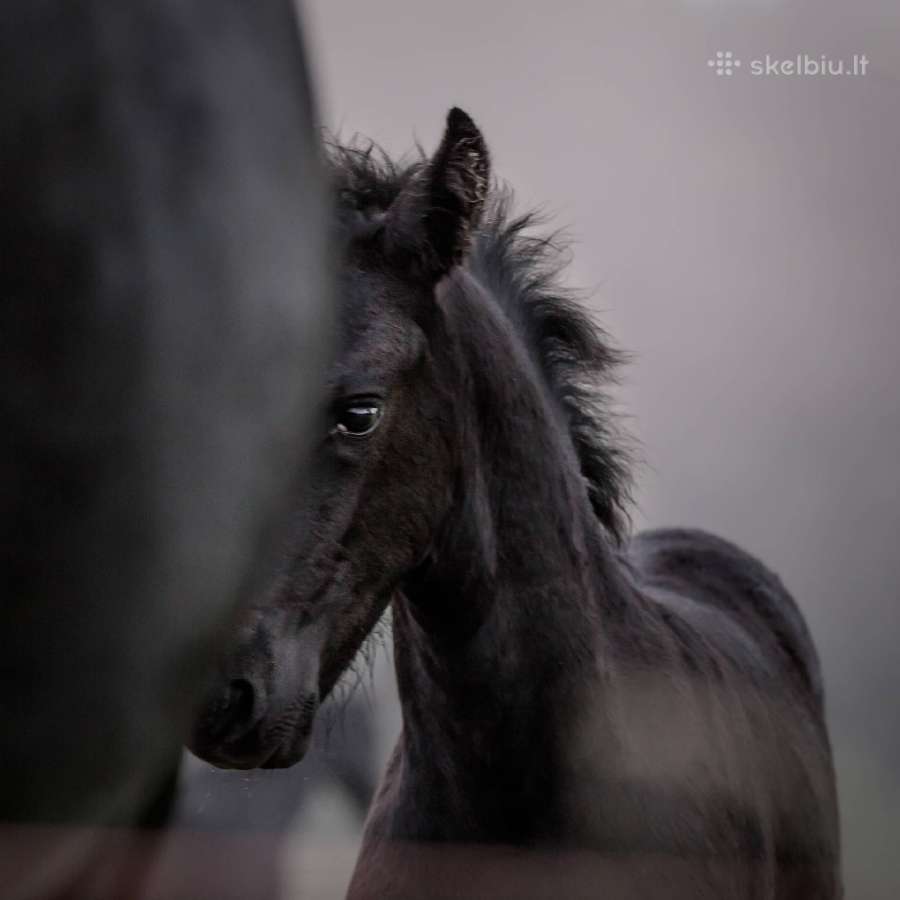 Fryzu zirgai - friesian horses for sale - nuotraukos Nr. 2