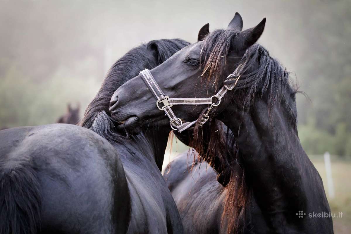 Fryzu zirgai - friesian horses for sale - nuotraukos Nr. 3