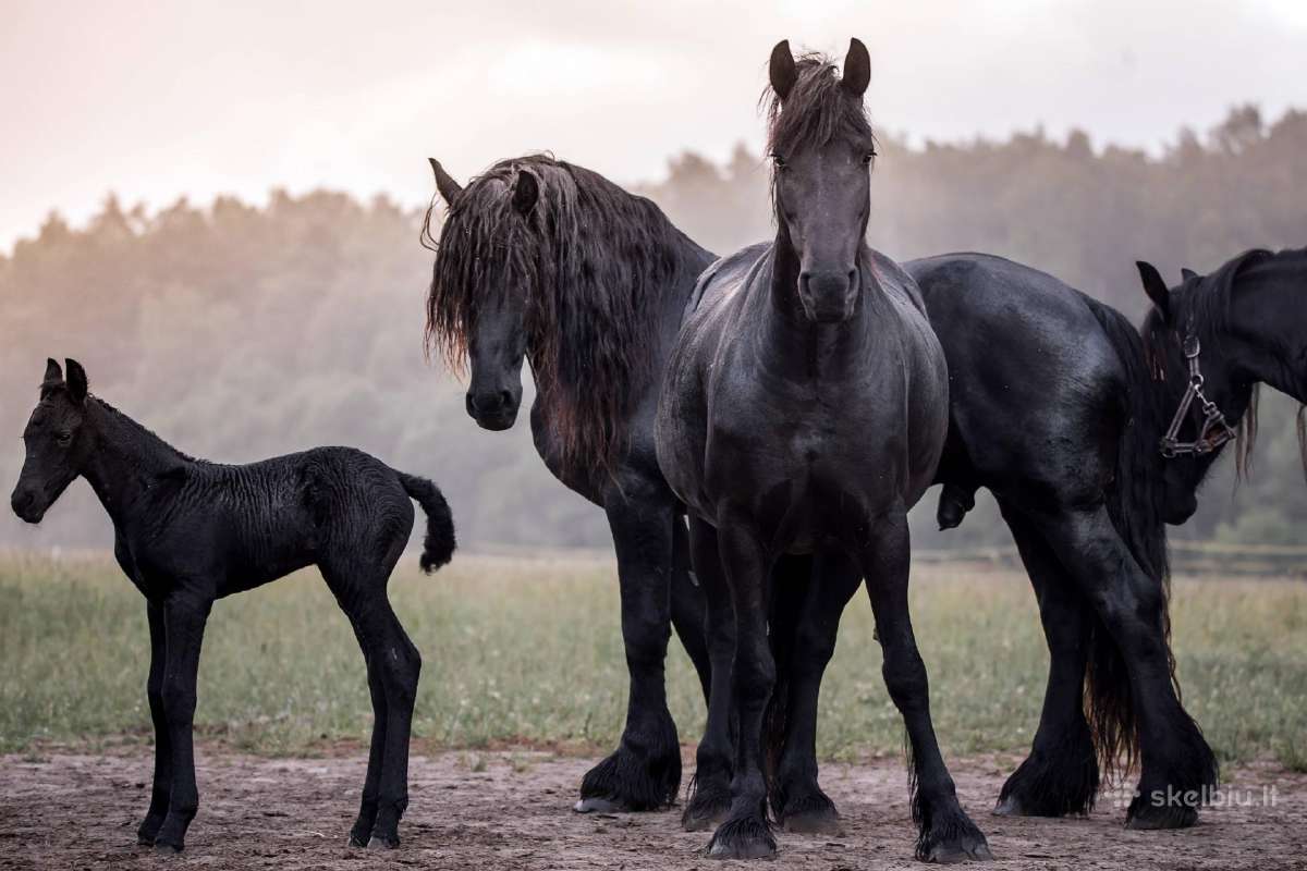 Fryzu zirgai - friesian horses for sale - nuotraukos Nr. 4