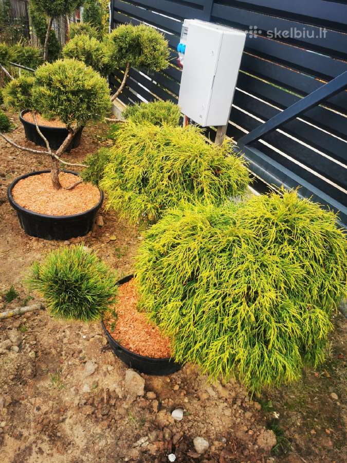 Formuoti Bonsai bonsas juodosios pušies bonsai - nuotraukos Nr. 20