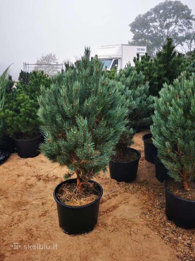 Formuoti Bonsai bonsas juodosios pušies bonsai - nuotraukos Nr. 8