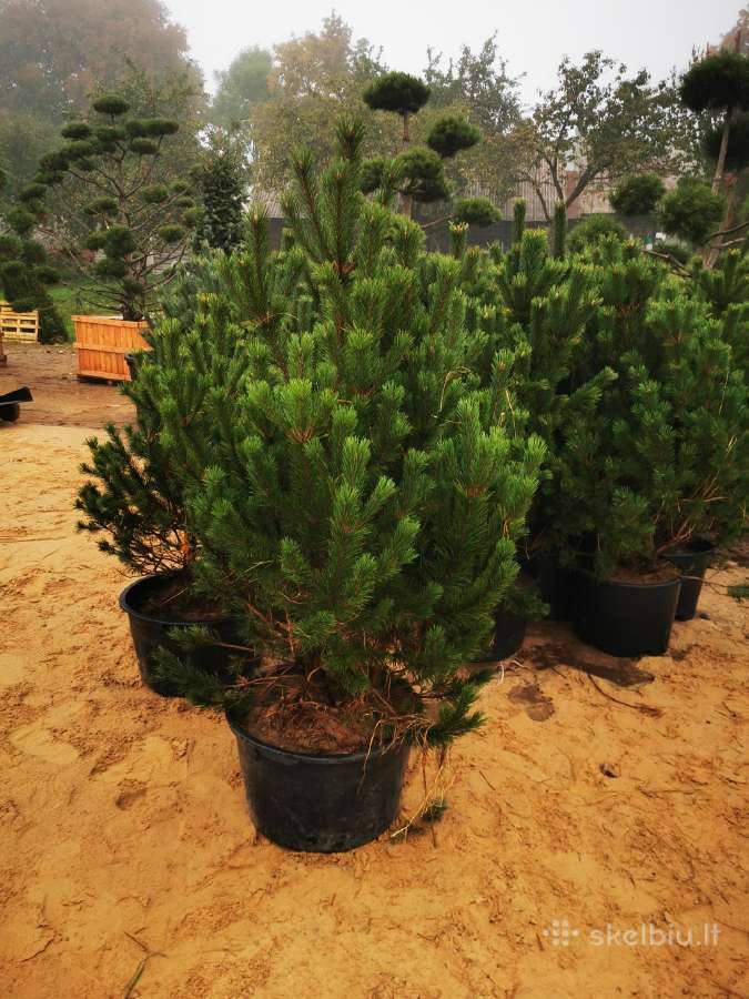 Formuoti Bonsai bonsas juodosios pušies bonsai - nuotraukos Nr. 21