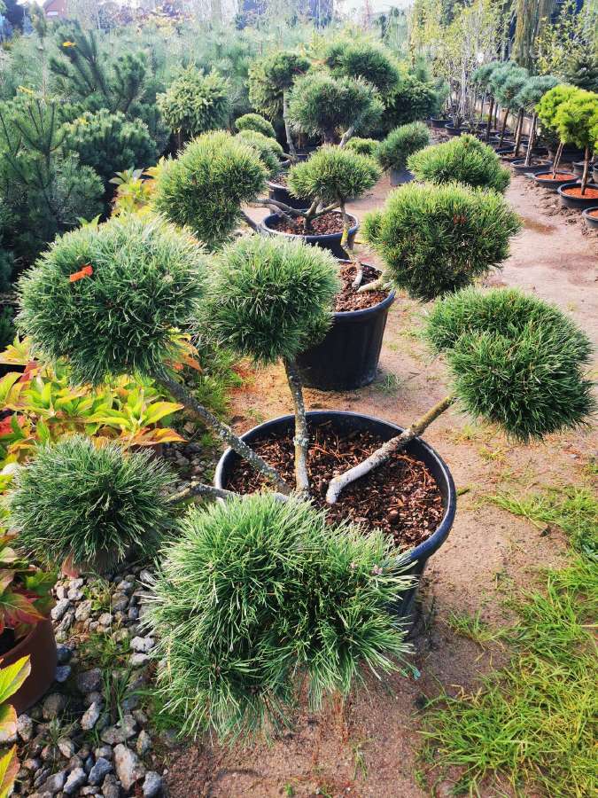 Formuoti Bonsai bonsas juodosios pušies bonsai - nuotraukos Nr. 4