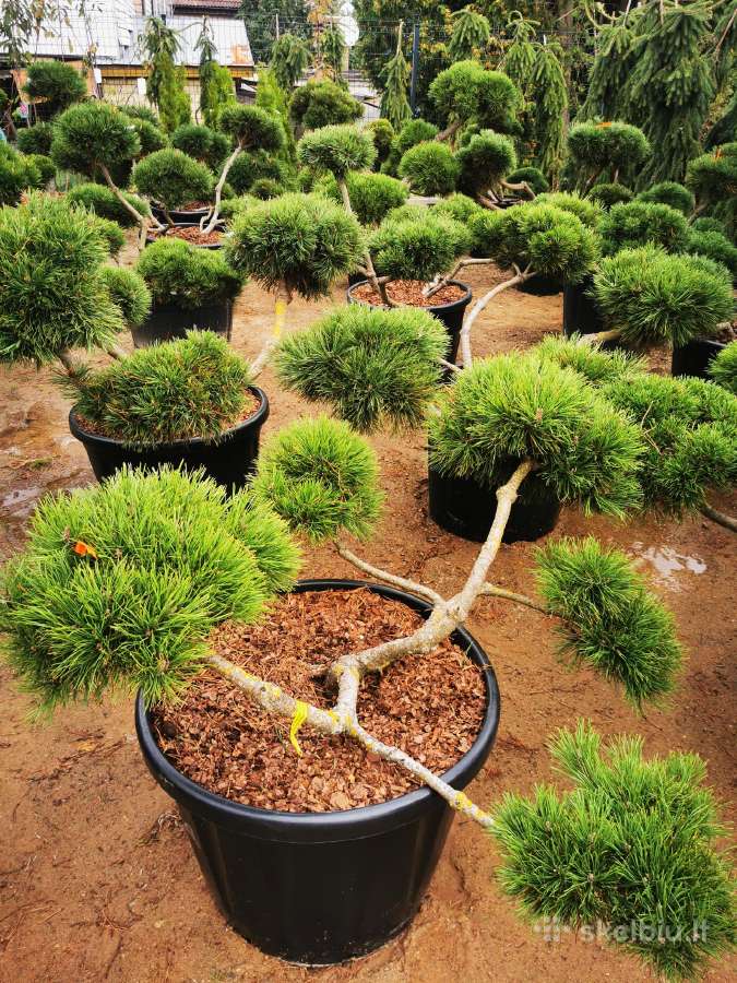 Formuoti Bonsai bonsas juodosios pušies bonsai - nuotraukos Nr. 23