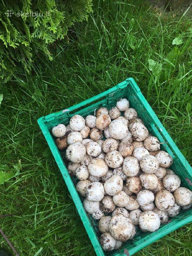 Paprastoji poniabudė, Žemės taukai - nuotraukos Nr. 2