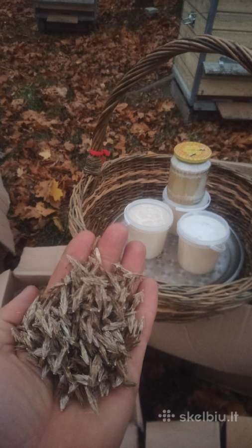 Išskirtinė sėkla, bandrenis,mėlynžiedis, tikrasis. - nuotraukos Nr. 3