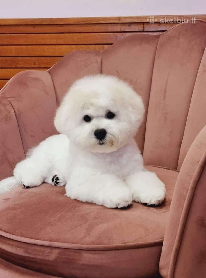 Kilmingi garbanotieji bišonai/ bichon frise - nuotraukos Nr. 23