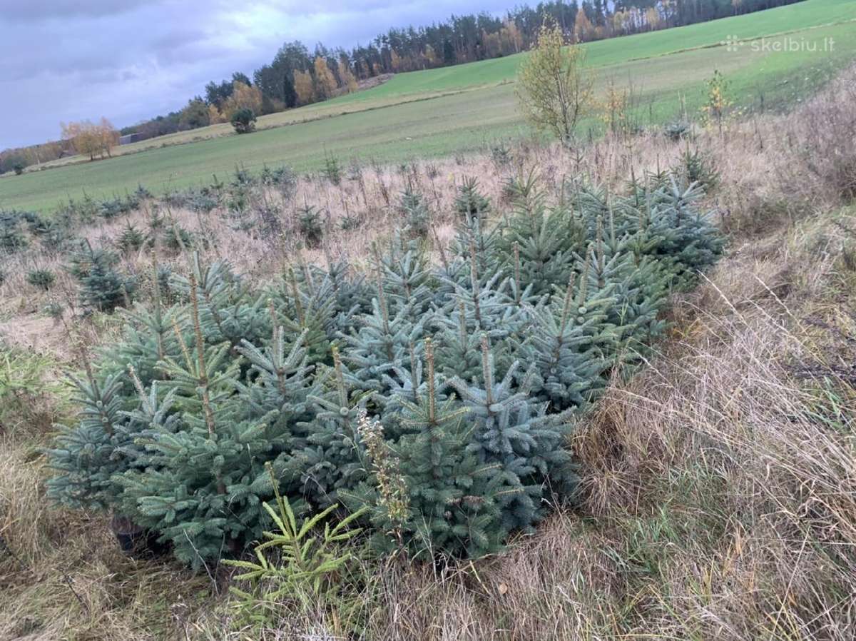 Sidabrinės eglės - nuotraukos Nr. 4