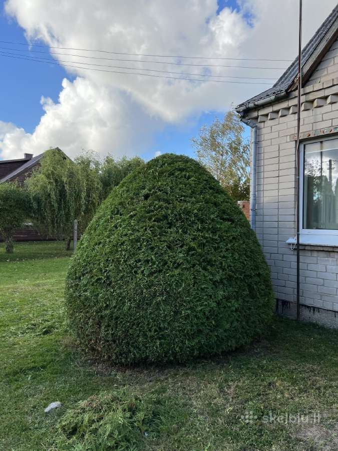 Medžių pjovimas-genėjimas-gyvatvorių karpymas - nuotraukos Nr. 24